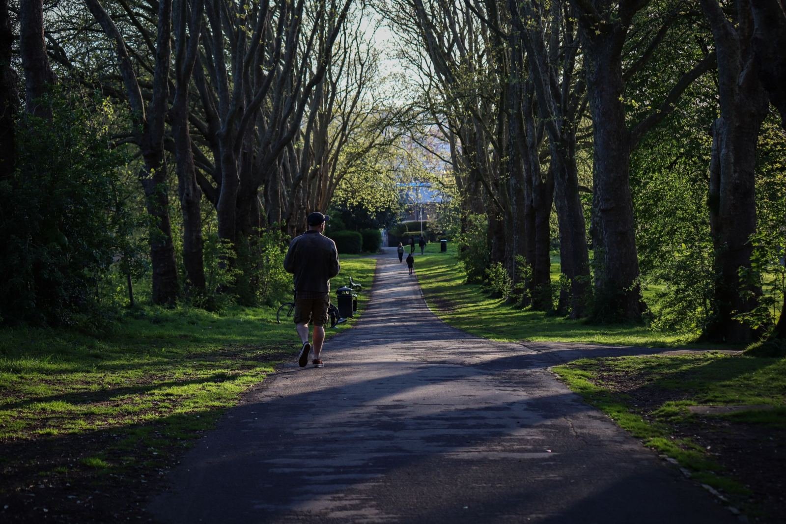 A man walks down a tree-lined paved path away from the camera